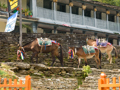 Geschmückte Mulis in Chomrong